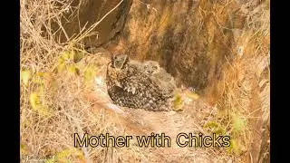 Indian rock Eagle Owl Life cycle | Breeding season | Mysuru Birds | Detailed study of birds