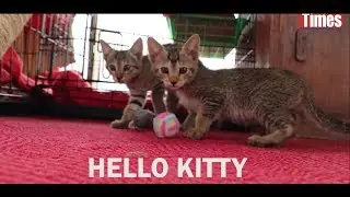 Hello Kitty: Cat Shelter in Kathmandu