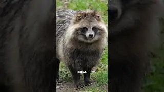 AS&Iacute; SON LOS PELUDOS MAPACHES JAPONESES - Nyctereutes procyonoides