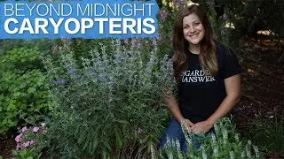'Beyond Midnight' Caryopteris 🌿// Garden Answer
