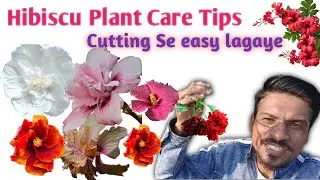 How To Care Hibiscus plant (Gudhal Ke Paudho Ki Tips kaise Grow Kare) How To Grow Hibiscus Hindi Me