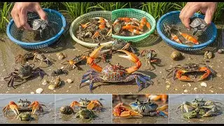 Unbelievable Colors! Catching Baby Turtles, Koi Fish & Frogs in Muddy Ponds