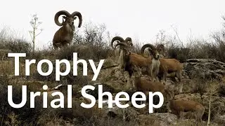 Trophy Urial Sheep | Tandooreh National Park | Iran