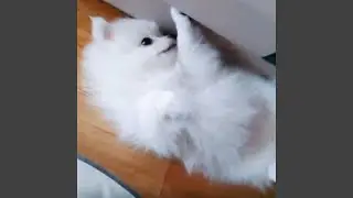 귀염둥이