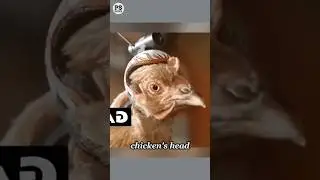 Chicken Head vs Camera Stabilizer 🐓 🎥 #knowledge #facts #chicken #usa #stabilizer #didyouknow