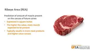 Beef Skillathon Study Series: Genetic Selection Tools