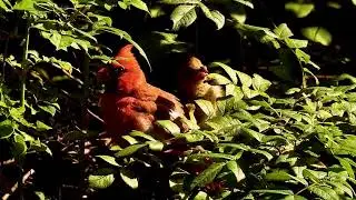 cardinal duo  #birds #birdeye #nature #naturetrail #cardinal