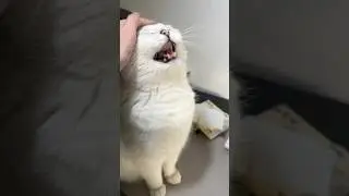 My talkative cat #catsruletheworld #cat #cuteanimal #cattitude #cutecat #catsruleeverythingaroundme