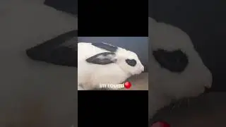 sometimes im loaf🍞 #meme #rabbit #funny