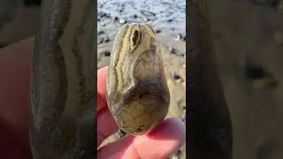 This agate made my day 😜 #agates #agate #agatehunting #rockhounding #rockhound #beachcombing