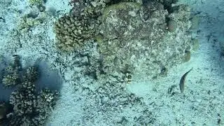 fun diving