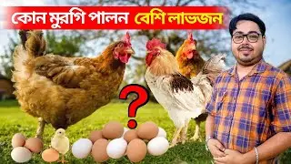 কোন জাতের মুরগি পালন বেশি লাভজনক?শুনুন বিশেষজ্ঞের কাছ থেকে।Which breed of chicken is more profitable