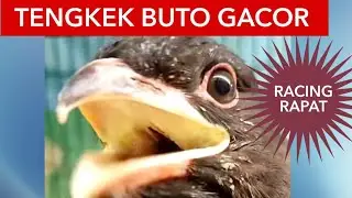 TENGKEK BUTO GACOR RACING MASTERAN ORIENTAL DOLLARBIRD CHIRPING EURYSTOMUS ORIENTALIS 