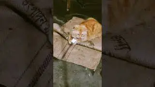 Jipi on play mod #catlife #cat