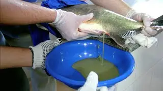 Embrapa - Reprodução de Peixes Migradores