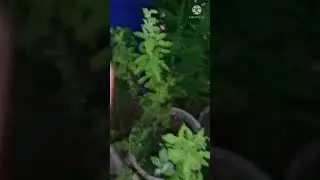 #shorts #plants #plantsshorts