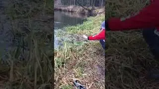 Amazing fishing | Catching Catfish & Giant Snakehead | Skills Fishing Exciting #Shorts | Ep 849