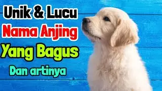 Nama Anjing Jantan & Betina yang bagus unik modern dan lucu beserta artinya
