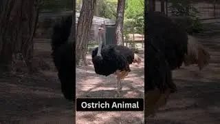 Ostrich: The Giant Flightless Bird #cuteanimals #viralvideo