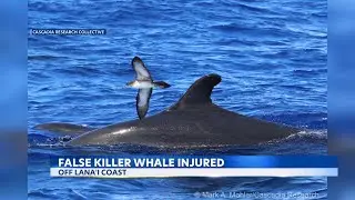 Researchers discover endangered false killer whale tangled in marine debris off Lāna&lsquo;i