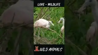 #Shorts Love wildlife/ Wild animals/ Funny animals/ Cute animals/ Stuffed animals 💖🐦