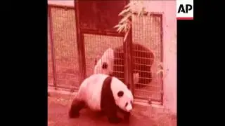SYND 8 6 77 PANDAS MATING AT UENO ZOO