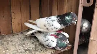 Kalsira pigeons