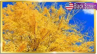Gentle Rustling Leaves & Autumn Forest Breeze Sound for Sleeping Meditation ASMR Study BLACK SCREEN