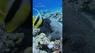 Ocean Calm #shorts  | Reef | Take a Breath   #oceancalm #takeabreath #bluemind