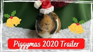 Piggymas 2020 Trailer! | GuineaLove