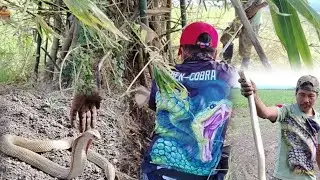 Pahirapan ang Paghuli sa Mga Cobra sa ilalim ng Kawayan!!! 