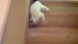 Slinky Cat