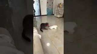 Funny rabbits & Cats Moments #bunny #rabbit #funnymoments #pets #petcare #petvideos #animals #short