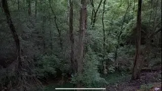 Calming Missouri forest sunrise with creek, crickets, birds, and relaxing dawn light; nature sounds