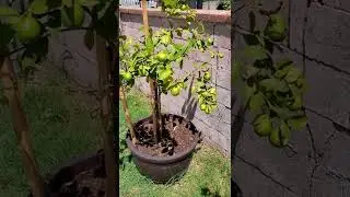 Meyers Lemon Tree Fruit Growth - 1 year later - Costco online purchase