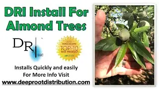 Almond Orchard A Quick and Easy Guide to Install DRI by Deep Root Irrigation