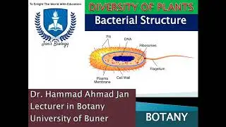 Bacterial Cell Structure | Prokaryotic Cell Explained with Diagram | Microbiology Lecture