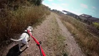 caniVTT staffie