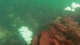 PNW Diving