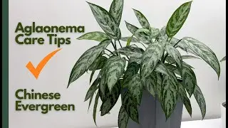 Aglaonema (Chinese Evergreen) Care TIPS: Grow Like A PRO!
