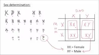 Наследование | Естественные науки для GCSE | Биология | Знакомство с наукой