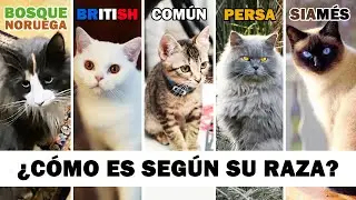 CONOCE mejor A TU GATO según SU RAZA | COMPORTAMIENTO de tu gato según su herencia #GATUNALIDAD