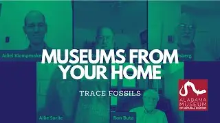 Museums From Your Home: Trace Fossils