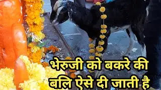 भेरुजी को बकरे की बलि ऐसे दी जाती है ऐसे मानते हैं भेरुजी