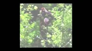 The Clearest Images of Bigfoot Ever Captured [pt.2]