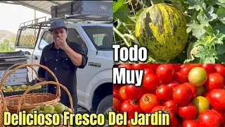 A Mi Padre Chori Todavia Le Queda Mucha Cosecha JITOMATES Y MELONES!