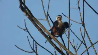 Collared Falconet (around 9 of them) shaky video