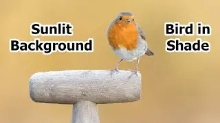 How To Make Your Wildlife Photos Stand Out! (Perfect Light)