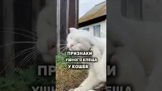 Ушные капли Harly. Артикул&mdash; #WW136726 &mdash; копируй и вставляй на WB.      #кошки #ушныекапли #ушнойклещ
