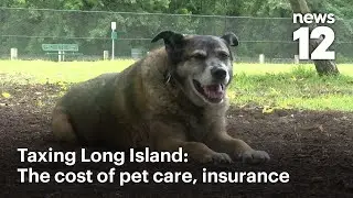 Price of pet care climbing, insurance rates increasing for LI pet owners | News 12